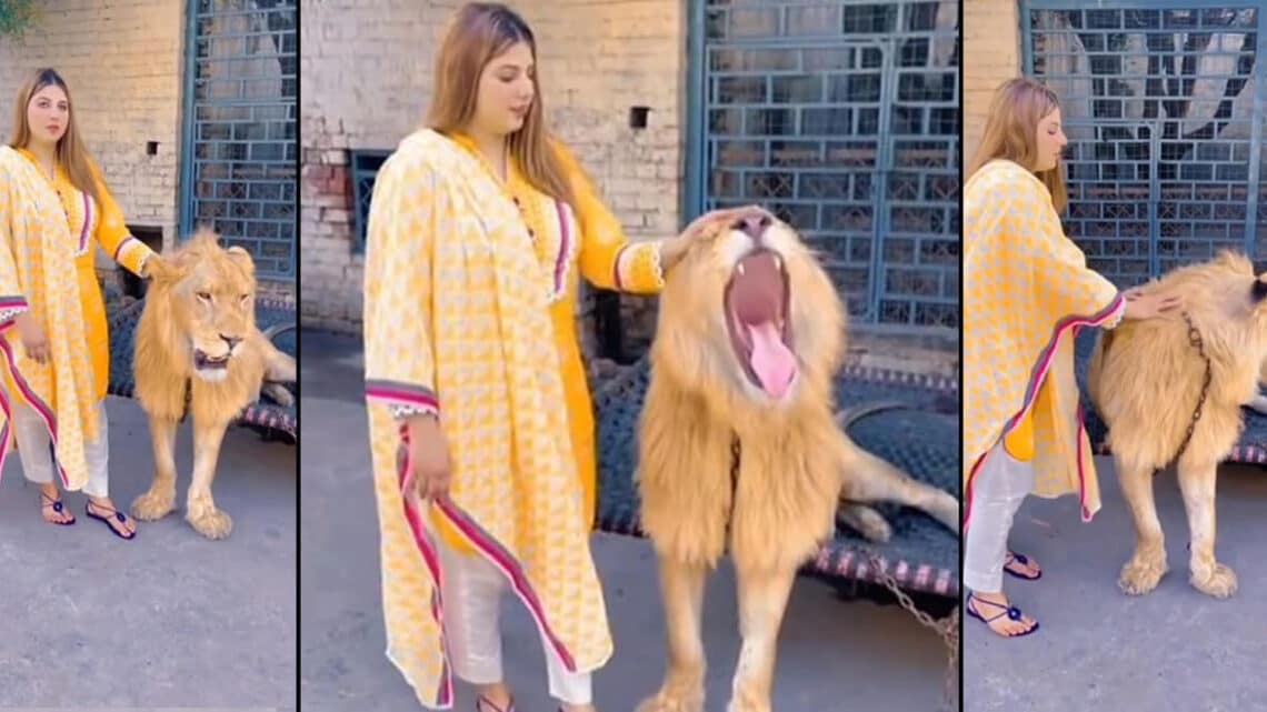 वायरल वीडियो में महिला पालतू शेर 42 वायरल वीडियो में महिला पालतू शेर March 6, 2026