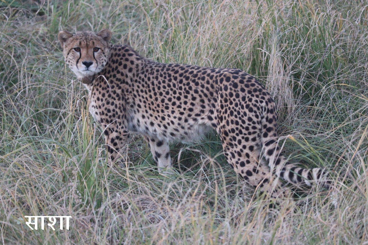 एक चीता की मौत,कुनो में नामीबिया से लायी गई मादा चीता सासा ने आज सुबह दम तोड़ा.. 42 एक चीता की मौत,कुनो में नामीबिया से लायी गई मादा चीता सासा ने आज सुबह दम तोड़ा.. March 7, 2026