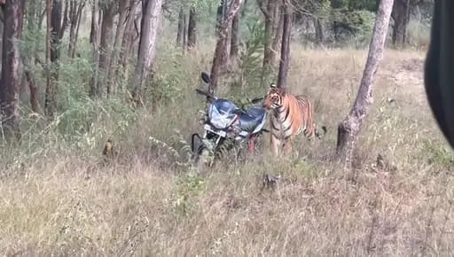 सतपुड़ा टाइगर रिजर्व में जान बचाने डिप्टी रेंजर और चौकीदार ने लगा दी दौड़... 42 सतपुड़ा टाइगर रिजर्व में जान बचाने डिप्टी रेंजर और चौकीदार ने लगा दी दौड़... March 6, 2026