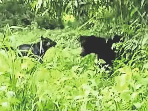 ’तेरी मेहरबानियां’… ‘डेजी’ ने बचाई मालिक की जान.. 42 ’तेरी मेहरबानियां’… ‘डेजी’ ने बचाई मालिक की जान.. February 17, 2026