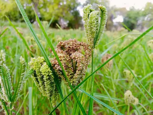 छत्तीसगढ़ में किसानों को करोड़पति बना रहा है कोदो.. 42 छत्तीसगढ़ में किसानों को करोड़पति बना रहा है कोदो.. April 20, 2026