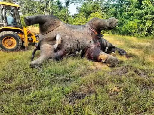 शिकारियों के लगाए बिजली के तार से चिपककर हाथी की हो गई मौत 42 शिकारियों के लगाए बिजली के तार से चिपककर हाथी की हो गई मौत March 6, 2026
