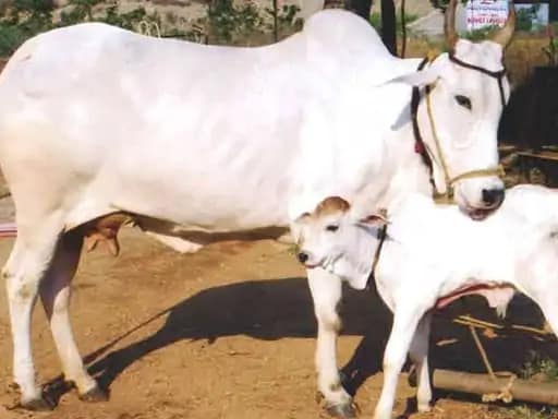 14 फरवरी को काउ हग डे मनाएं,एनिमल वेलफेयर बोर्ड ने कहा- गाय को गले लगाने से खुशी मिलेगी... 42 14 फरवरी को काउ हग डे मनाएं,एनिमल वेलफेयर बोर्ड ने कहा- गाय को गले लगाने से खुशी मिलेगी... March 7, 2026