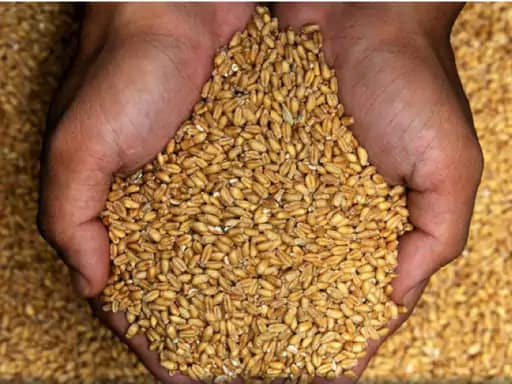 अगले साल आटा महंगा हो सकता है,देश में गेहूं का रकबा 3% तक कम, चने की बुवाई ज्यादा, अल नीनो का असर भी 42 अगले साल आटा महंगा हो सकता है,देश में गेहूं का रकबा 3% तक कम, चने की बुवाई ज्यादा, अल नीनो का असर भी December 2, 2025