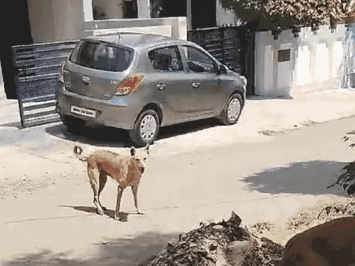 भोपाल में खूंखार हो रहे कुत्ते, 70 डॉग बाइट केस:एक्सपर्ट बोले-गर्मी से बढ़ा आवारा कुत्तों का गुस्सा.. 42 भोपाल में खूंखार हो रहे कुत्ते, 70 डॉग बाइट केस:एक्सपर्ट बोले-गर्मी से बढ़ा आवारा कुत्तों का गुस्सा.. December 2, 2025