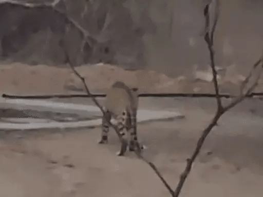 राजस्थान में पूरी हुई वन्यजीव गणना,1000 से ज्यादा मचानों पर वनकर्मियों के साथ वॉलिंटियर्स ने गिने वन्यजीव 42 राजस्थान में पूरी हुई वन्यजीव गणना,1000 से ज्यादा मचानों पर वनकर्मियों के साथ वॉलिंटियर्स ने गिने वन्यजीव February 17, 2026