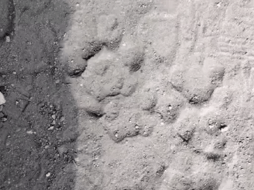 भोपाल में कलियासोत नदी किनारे बाघ का मूवमेंट,बड़े के साथ छोटे पंजे के निशान भी मिले; फुटप्रिंट मिला रहा वन विभाग 42 भोपाल में कलियासोत नदी किनारे बाघ का मूवमेंट,बड़े के साथ छोटे पंजे के निशान भी मिले; फुटप्रिंट मिला रहा वन विभाग December 2, 2025