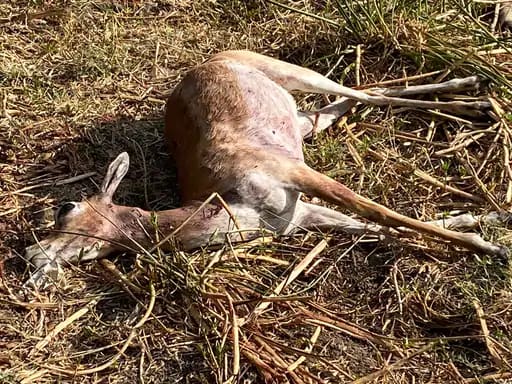 भोपाल में गर्भवती काले हिरण का शव मिला,बिशनखेड़ी में वन विभाग के रेस्ट हाउस पास शिकार की आशंका, वन विहार में होगा पोस्टमॉर्टम 42 भोपाल में गर्भवती काले हिरण का शव मिला,बिशनखेड़ी में वन विभाग के रेस्ट हाउस पास शिकार की आशंका, वन विहार में होगा पोस्टमॉर्टम December 2, 2025