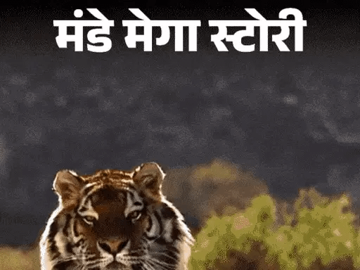 मंडे मेगा स्टोरी-बाघिन से मिलने 150 किलोमीटर दूर पहुंचा बाघ,मां-बाप को हराकर छीनते हैं टेरिटरी; वर्ल्ड टाइगर डे पर बाघों की रोमांचक दुनिया 42 मंडे मेगा स्टोरी-बाघिन से मिलने 150 किलोमीटर दूर पहुंचा बाघ,मां-बाप को हराकर छीनते हैं टेरिटरी; वर्ल्ड टाइगर डे पर बाघों की रोमांचक दुनिया December 2, 2025