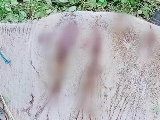 भोपाल के मदरबुल फार्म के पास टाइगर का मूवमेंट:गाय का शिकार किया, बैरागढ़ चिचली में भी गाय पर अटैक 42 भोपाल के मदरबुल फार्म के पास टाइगर का मूवमेंट:गाय का शिकार किया, बैरागढ़ चिचली में भी गाय पर अटैक December 2, 2025