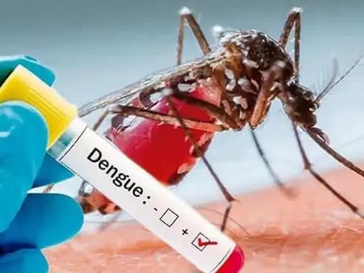 भोपाल में डेंगू का प्रकोप, कोलार की हालत खराब,स्कूल, पैथ लैब, अस्पतालों और आपूर्ति बाजार में भी मिला लार्वा, जुर्माना लगाया 42 भोपाल में डेंगू का प्रकोप, कोलार की हालत खराब,स्कूल, पैथ लैब, अस्पतालों और आपूर्ति बाजार में भी मिला लार्वा, जुर्माना लगाया December 2, 2025
