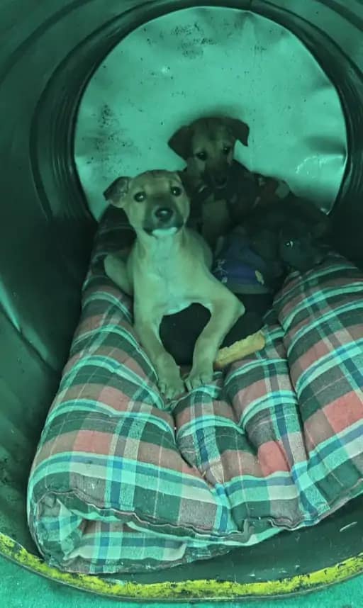 स्ट्रीट डॉग्स का रैन बसेरा,मुलायम गद्दे के साथ मखमली कंबल, खाने में बिस्किट-ब्रेड, सुरक्षा के लिए चौकीदार.. 42 स्ट्रीट डॉग्स का रैन बसेरा,मुलायम गद्दे के साथ मखमली कंबल, खाने में बिस्किट-ब्रेड, सुरक्षा के लिए चौकीदार.. February 20, 2026