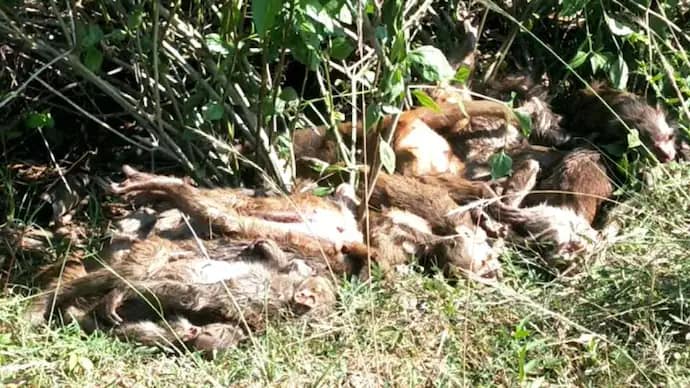 आंध्र प्रदेश के श्रीकाकुलम में 40 बंदरों को जहर देकर मार डाला गया, 42 आंध्र प्रदेश के श्रीकाकुलम में 40 बंदरों को जहर देकर मार डाला गया, December 2, 2025