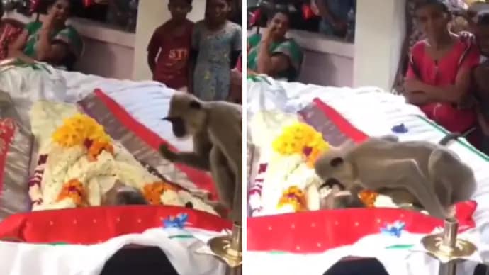 बंदर उस आदमी के अंतिम संस्कार में शामिल होता है जो उसे खाना खिलाता था। 42 बंदर उस आदमी के अंतिम संस्कार में शामिल होता है जो उसे खाना खिलाता था। December 2, 2025