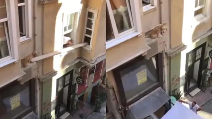 इमारत के ऊंचे किनारे पर फंसे कुत्ते को बचाने के लिए निवासियों ने हाथ मिलाया.. 42 इमारत के ऊंचे किनारे पर फंसे कुत्ते को बचाने के लिए निवासियों ने हाथ मिलाया.. March 6, 2026