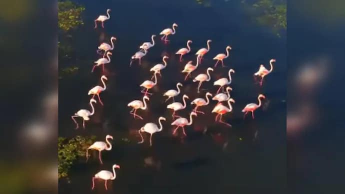 फोटोग्राफर ने ग्रीस में जल निकाय को पार करने वाले फ्लेमिंगो का मंत्रमुग्ध कर देने वाला वीडियो साझा किया. 42 फोटोग्राफर ने ग्रीस में जल निकाय को पार करने वाले फ्लेमिंगो का मंत्रमुग्ध कर देने वाला वीडियो साझा किया. March 6, 2026