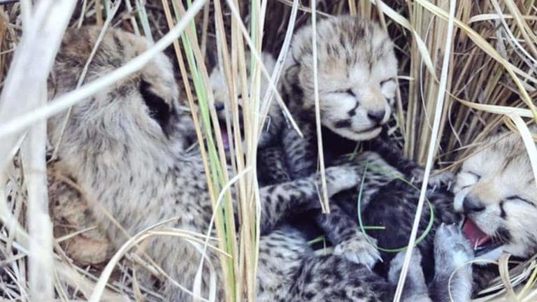 कूनो में चीता ने 4 शावकों को जन्म दिया,सियाया के साथ नजर आए बच्चे.. 42 कूनो में चीता ने 4 शावकों को जन्म दिया,सियाया के साथ नजर आए बच्चे.. March 7, 2026